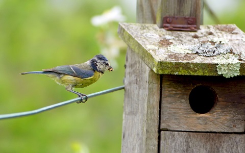 Demuestran la utilidad de la instalación de cajas nido para aves en el control de plagas de cultivos